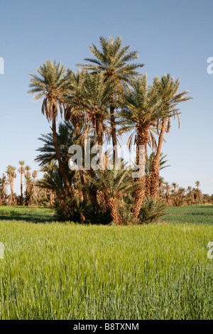 Landwirtschaft und Datum Bäume in der Oase von Mhamid (Marokko). Stockfoto