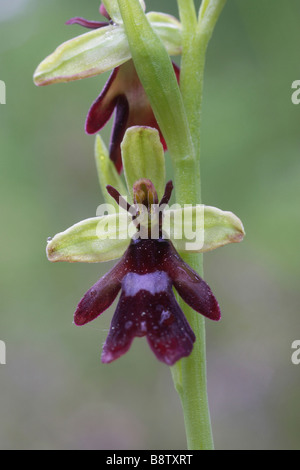 FliegenOrchidee (Ophrys Insektifera) Nahaufnahme des Blütenspiegels Stockfoto