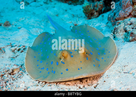 Blue spotted Stingray Taeniura Lymma Marsa Alam Rotes Meer Ägypten Stockfoto