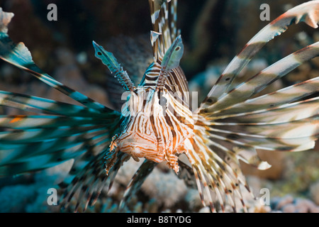 Rotfeuerfisch Pterois Volitans Safaga-Rotes Meer-Ägypten Stockfoto