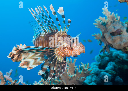 Rotfeuerfisch Pterois Volitans Daedalus Riff-Rotes Meer-Ägypten Stockfoto