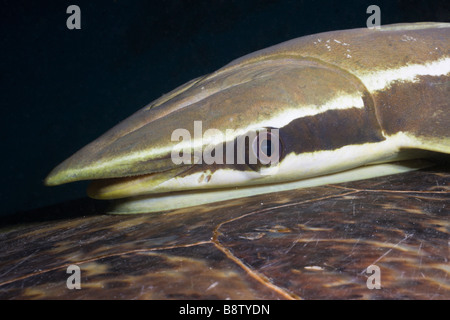 Sharksucker auf Schildkröte Echeneis Naucrates Marsa Alam Rotes Meer Ägypten Stockfoto