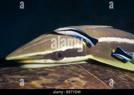 Sharksucker auf Schildkröte Echeneis Naucrates Marsa Alam Rotes Meer Ägypten Stockfoto