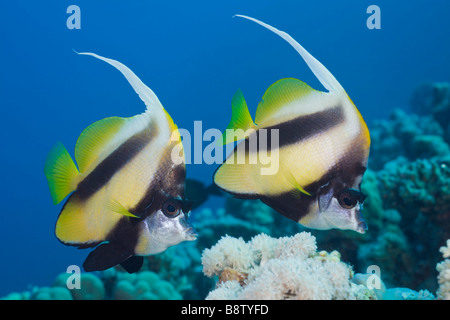 Paar rote Meer Bannerfish Heniochus Intermedius Elphinestone Reef-Rotes Meer-Ägypten Stockfoto