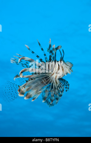 Rotfeuerfisch Pterois Volitans Daedalus Riff-Rotes Meer-Ägypten Stockfoto