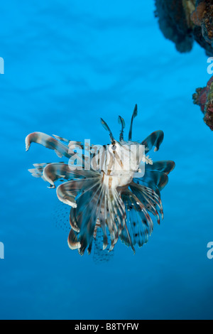 Rotfeuerfisch Pterois Volitans Daedalus Riff-Rotes Meer-Ägypten Stockfoto