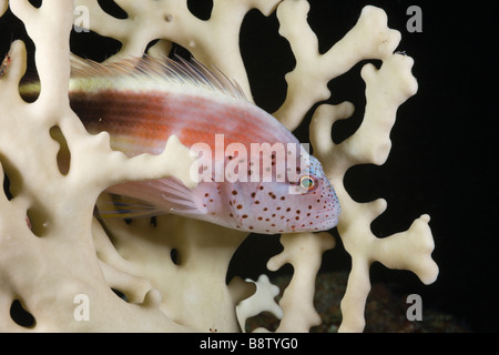 Blackside Hawkfish in Fire Coral Paracirrhites Forsteri Daedalus Riff-Rotes Meer-Ägypten Stockfoto