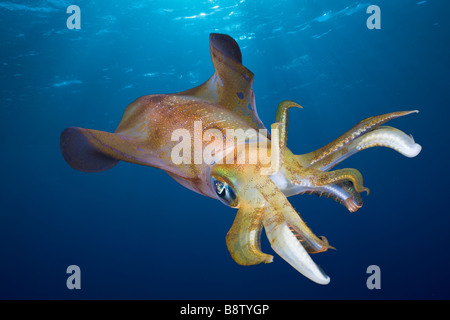 Bigfin Riff Tintenfisch Sepioteuthis Lessoniana Daedalus Riff-Rotes Meer-Ägypten Stockfoto