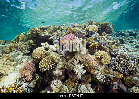 Harte Korallen am Riff Top Acropora Elphinestone Reef-Rotes Meer-Ägypten Stockfoto