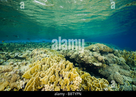 Feuer Korallen und Hartkorallen Millepora Acropora Ras Mohammed Sinai Rotes Meer Ägypten Stockfoto