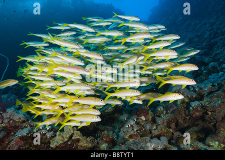 Yellowfin Goatfishes Mulloidichthys guentheri Daedalus Riff-Rotes Meer-Ägypten Stockfoto