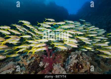 Yellowfin Goatfishes Mulloidichthys guentheri Daedalus Riff-Rotes Meer-Ägypten Stockfoto