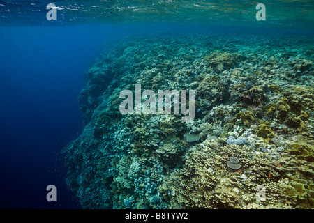 Riffdach mit Steinkorallen Acropora Elphinestone Reef-Rotes Meer-Ägypten Stockfoto