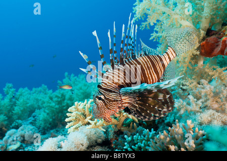 Rotfeuerfisch Pterois Volitans St. Johns Reef Rotes Meer-Ägypten