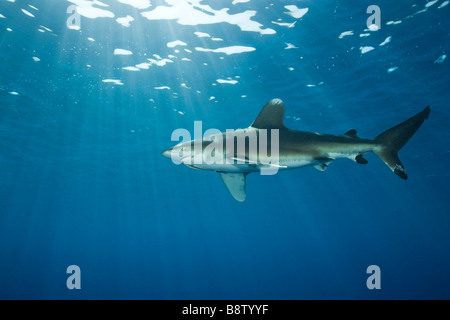 Ozeanische Weißspitzen Hai Carcharhinus Longimanus Daedalus Riff-Rotes Meer-Ägypten Stockfoto