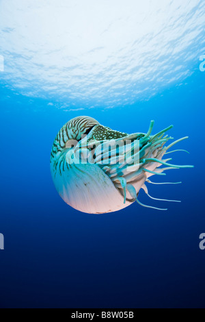 Nautilus Nautilus Pompilius Great Barrier Reef Australien Stockfoto