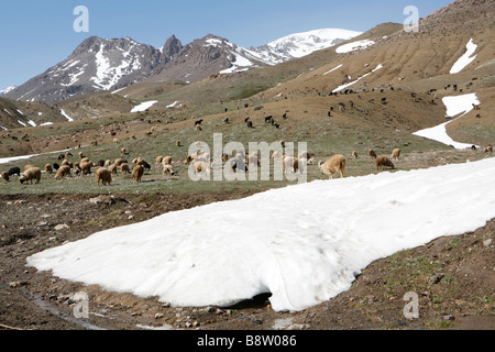 Schafherde auf den Tizi-n-Tichka pass im hohen Atlas (Marokko). Stockfoto