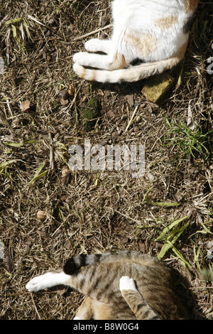 Detail der zwei niedlichen müde Katzen schlafen im Freien in der Sonne Stockfoto