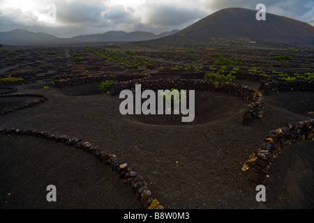 Weinbau auf ein vulkanischer Asche in La Geria, Lanzarote, Kanarische Inseln, Spanien. Stockfoto