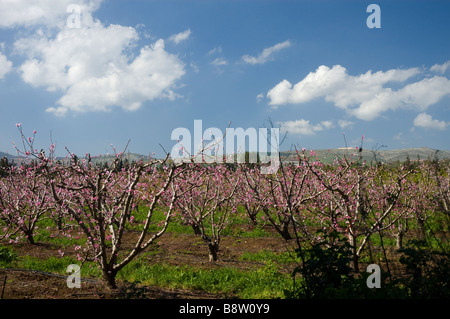 Israel Obergaliläa rosa Blüten auf Bäumen in einer Plantage Stockfoto