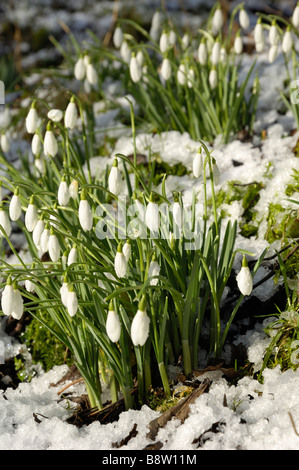 Schneeglöckchen im Winterschnee, Galanthus nivalis Stockfoto