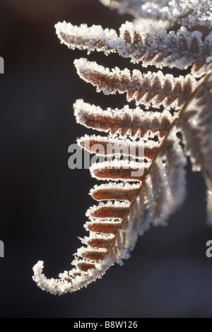 Adlerfarn Farn (Pteridium Aquilinum), close-up of Frost bedeckt Wedel im Herbst Stockfoto