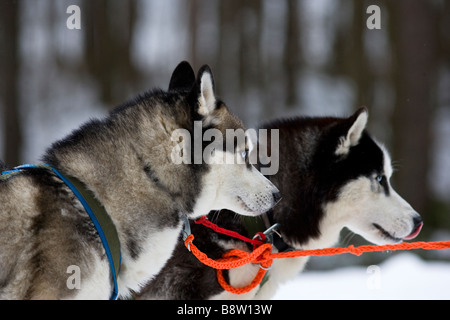 Porträt von ein Siberian husky Stockfoto