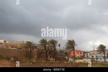 Israel Jaffa ein stürmischer Tag an den Strand-Palmen im wind Stockfoto