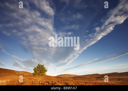 Cirrus Wolkenbildung über dem Moor Stockfoto