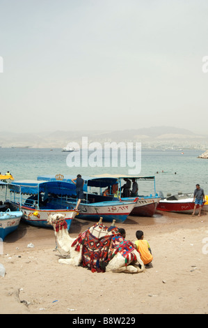 Ein Kamel am Strand von Aqaba Jordanien Stockfoto