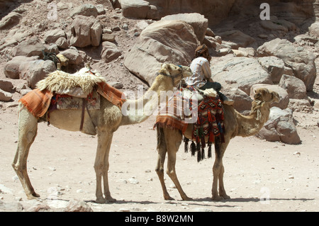 Kamele und einen Beduinen als Führer warten auf Touristen in der antiken Stadt Petra Jordan Stockfoto