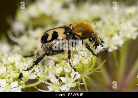 Biene-Käfer, Trichius fasciatus Stockfoto