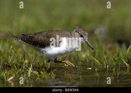 Eine junge Flussuferläufer, Actitis Hypoleucos, am Ufer des Highland Loch füttern. Stockfoto