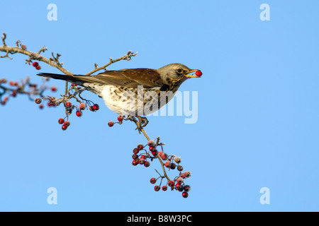 Wacholderdrossel, Turdus Pilaris auf Weißdorn Stockfoto