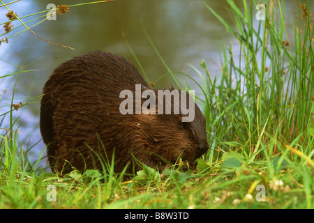 Amerikanischer Biber (Castor Canadensis) Fütterung am Ufer Stockfoto