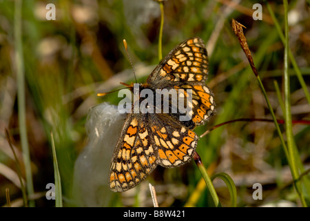 Marsh Fritillary Butterfly, Etikett aurinia Stockfoto