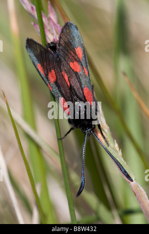 New Forest Burnet Motten Zygaena Viciae argyllensis Stockfoto