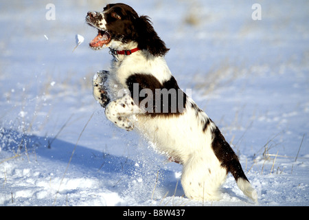 English Springer Spaniel (Canis Lupus Familiaris), Welpen (4 Monate alt) in die Luft springen, um Schnee zu fangen Stockfoto