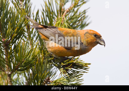 Männlichen schottischen Kreuzschnabel, Loxia Scotica, thront auf der Spitze einer Scots Kiefer. Stockfoto