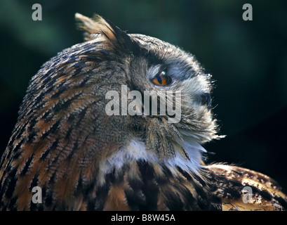 Eurasische Adler-Eule (Bubo Bubo) Stockfoto