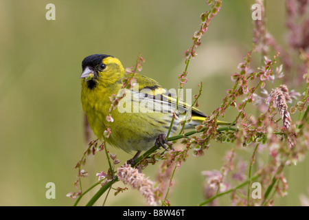Männliche Erlenzeisig, Zuchtjahr Spinus, Fütterung auf Sauerampfer Samen Kopf Stockfoto