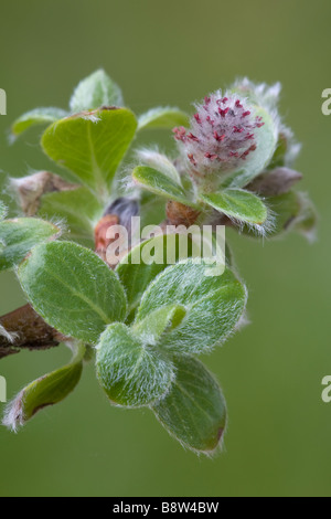 Fort-leaved Weide, Salix Myrsinites, catkin Stockfoto