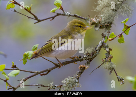 Wood Warbler, Phylloscopus Sibilatrix aus Birke Zweig im zeitigen Frühjahr singen Stockfoto
