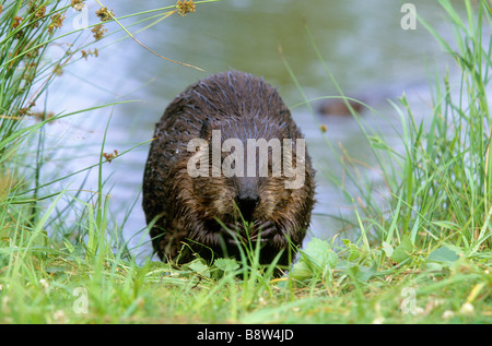 Amerikanischer Biber (Castor Canadensis) Fütterung am Ufer Stockfoto