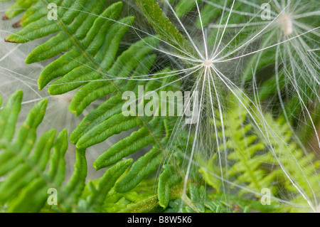 Samen der Kratzdistel, Cirsium Vulgare, auch bekannt als Thistledown oder Gossamer, England. Stockfoto