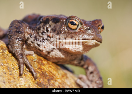 Europäischen gemeinsamen Kröte (Bufo Bufo), close-up der Erwachsenen ruht auf Felsen Stockfoto