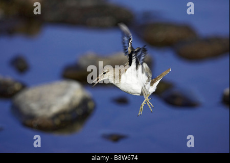 Flussuferläufer (Actitis Hypoleucos), Erwachsene im Flug Stockfoto