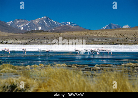 Ein See mit Flamingos in der Nähe der Salar Uyuni auf rund 4500 m Höhe Stockfoto