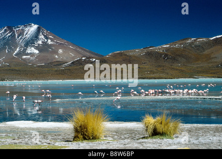 Ein See mit Flamingos in der Nähe der Salar Uyuni auf rund 4500 m Höhe Stockfoto