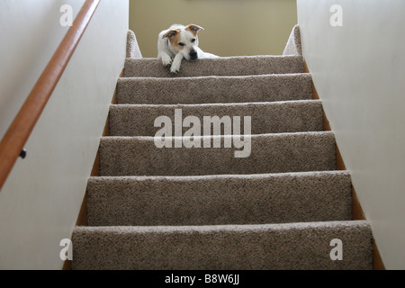 Ein Hund an der Spitze einer Treppe liegend. Stockfoto